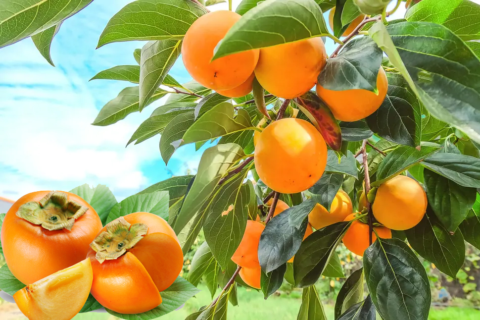 Awesome Product Image